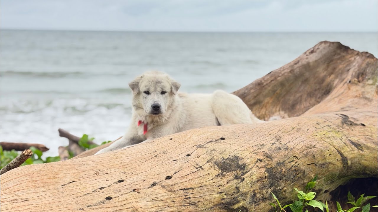 Daily routine of feeding stray dogs on the beach 105 | StreetDogsCH