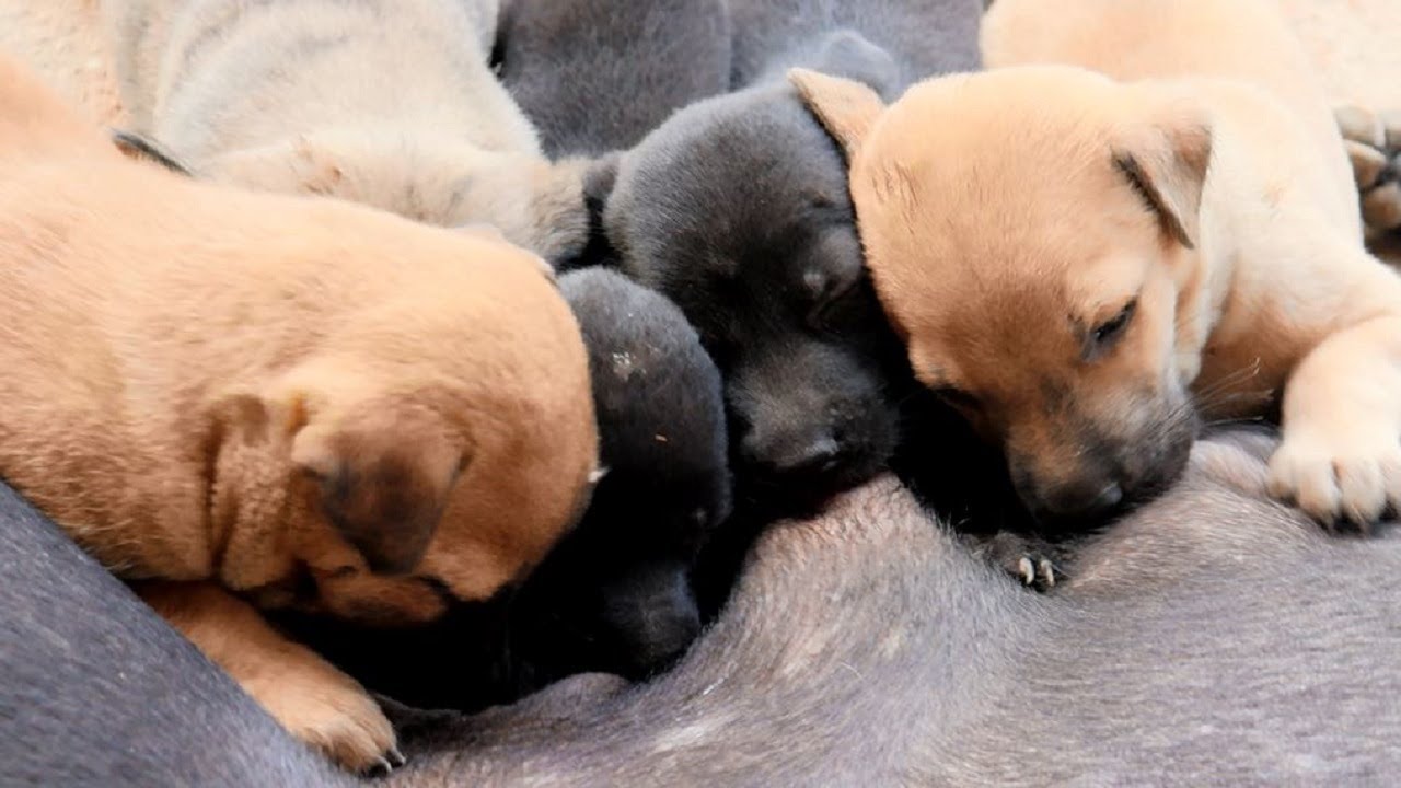 Newborn Puppies Nursing From Their Mother