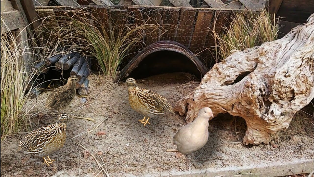NOVA CASINHA PARA AS CODORNAS