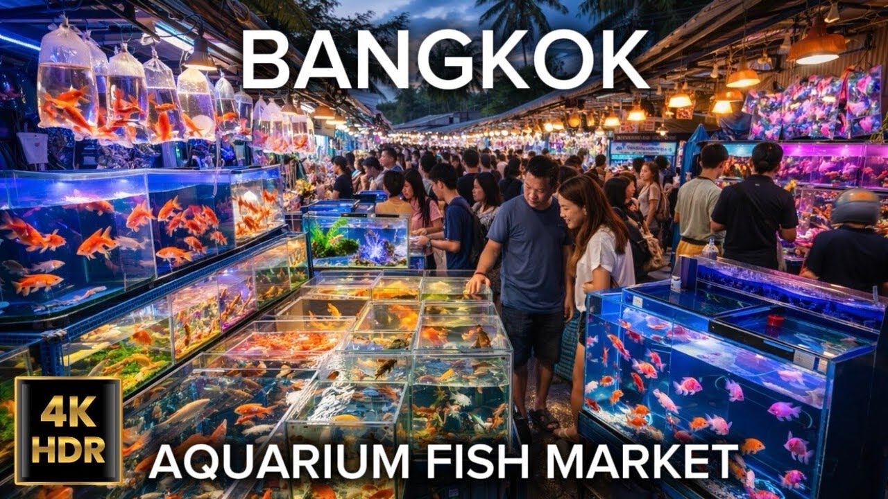 The Amazing Aquarium Fish Market at Chatuchak 🐠 Bangkok, Thailand 🇹🇭 4K HDR
