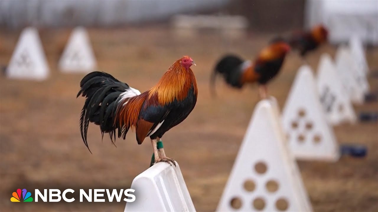 'This is rooster country:' Oklahoma farmer recalls cockfighting days