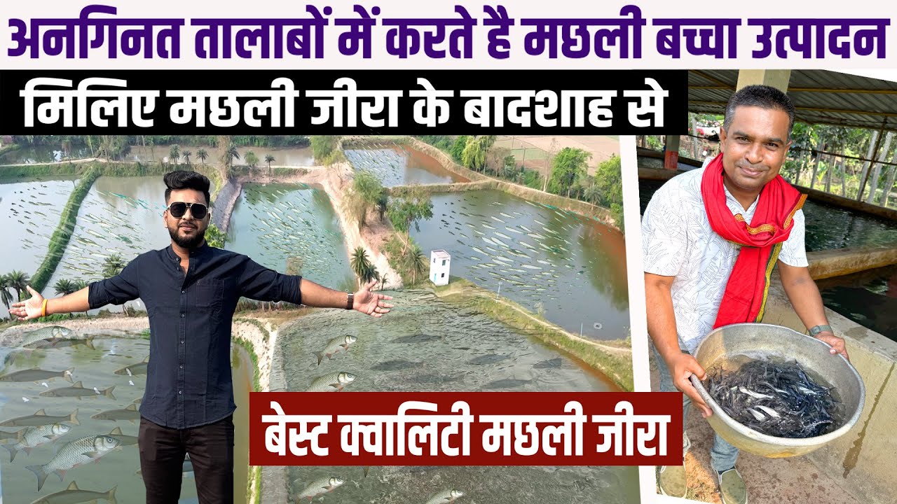Best Quality Fish Seeds Suppliers  in India🐟Fish Farming Business Ideas🐟नए सीजन के लिए मछली का बच्चा