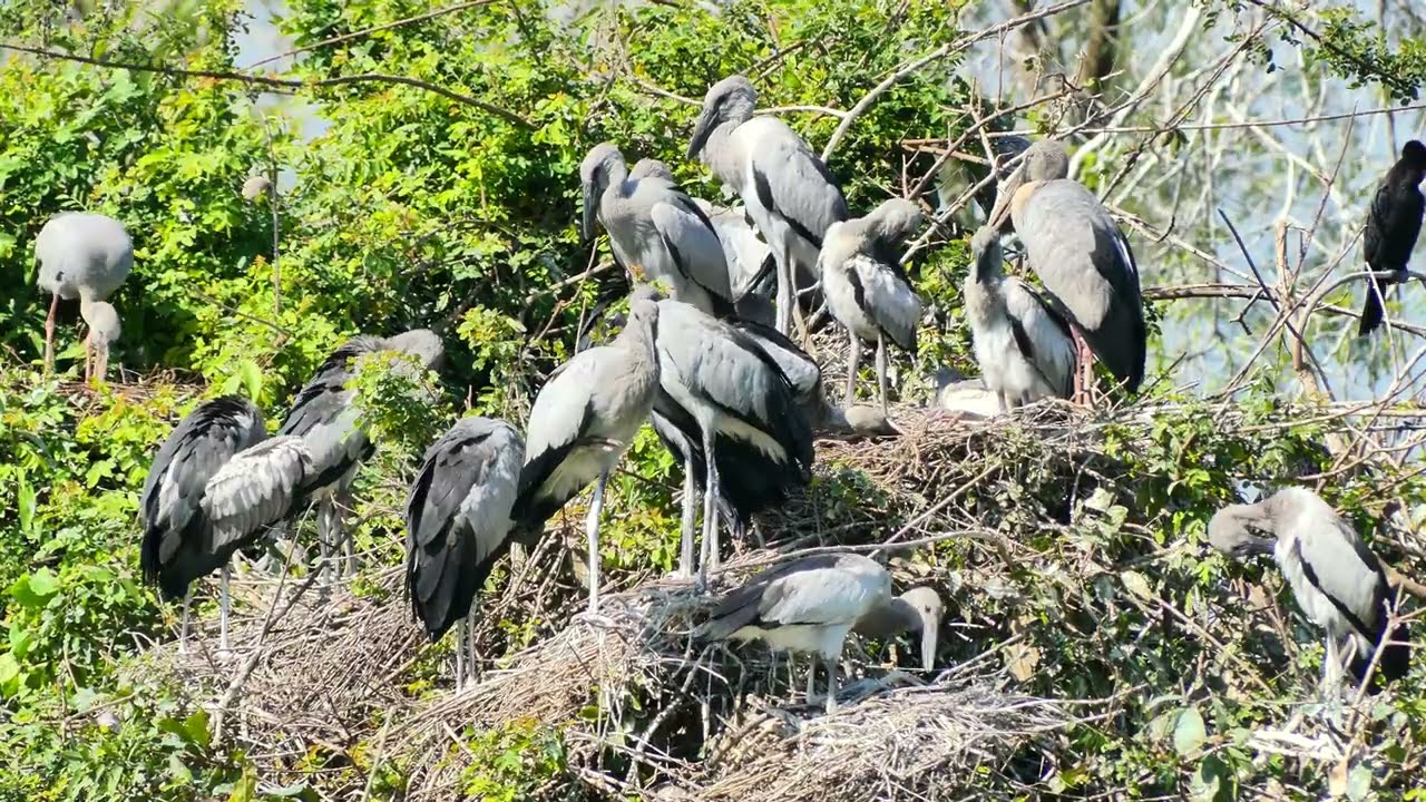 Documentary Of Geography Unlocking ! The Mystery Of Avian Sanctuary's Tree Visitors Story 0007