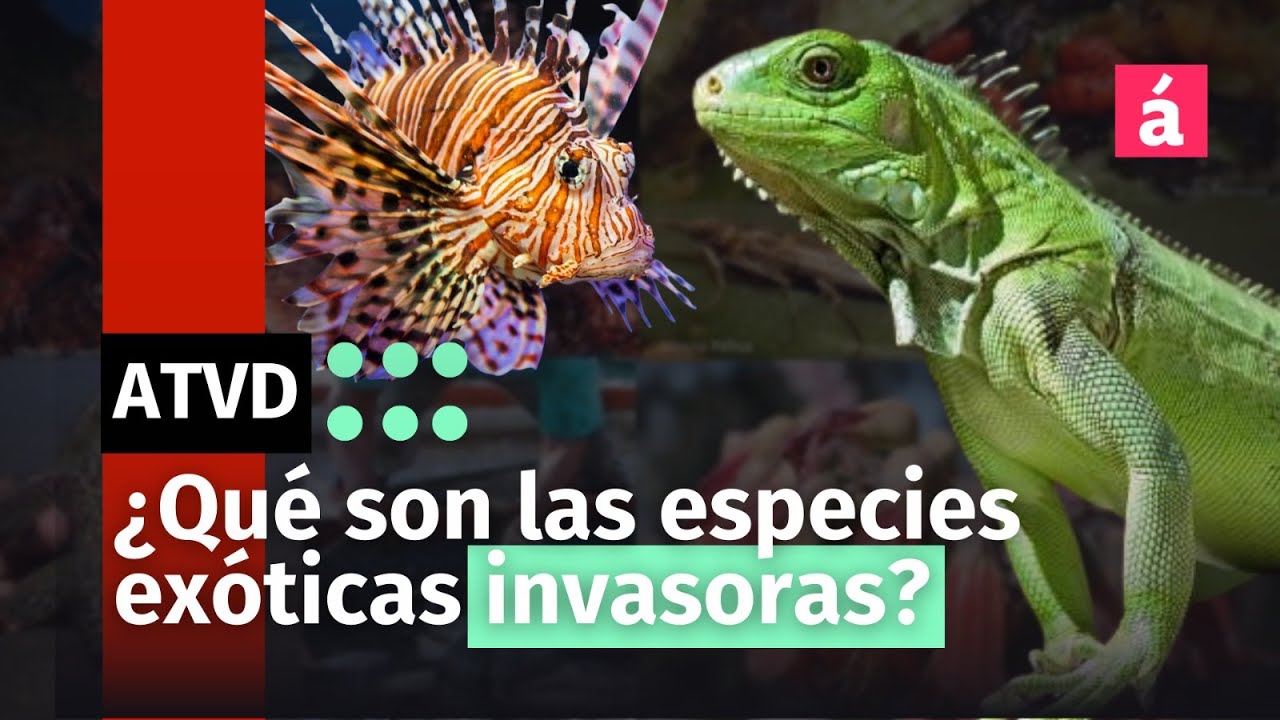 &iquest;Qu&eacute; son las especies ex&oacute;ticas invasoras?