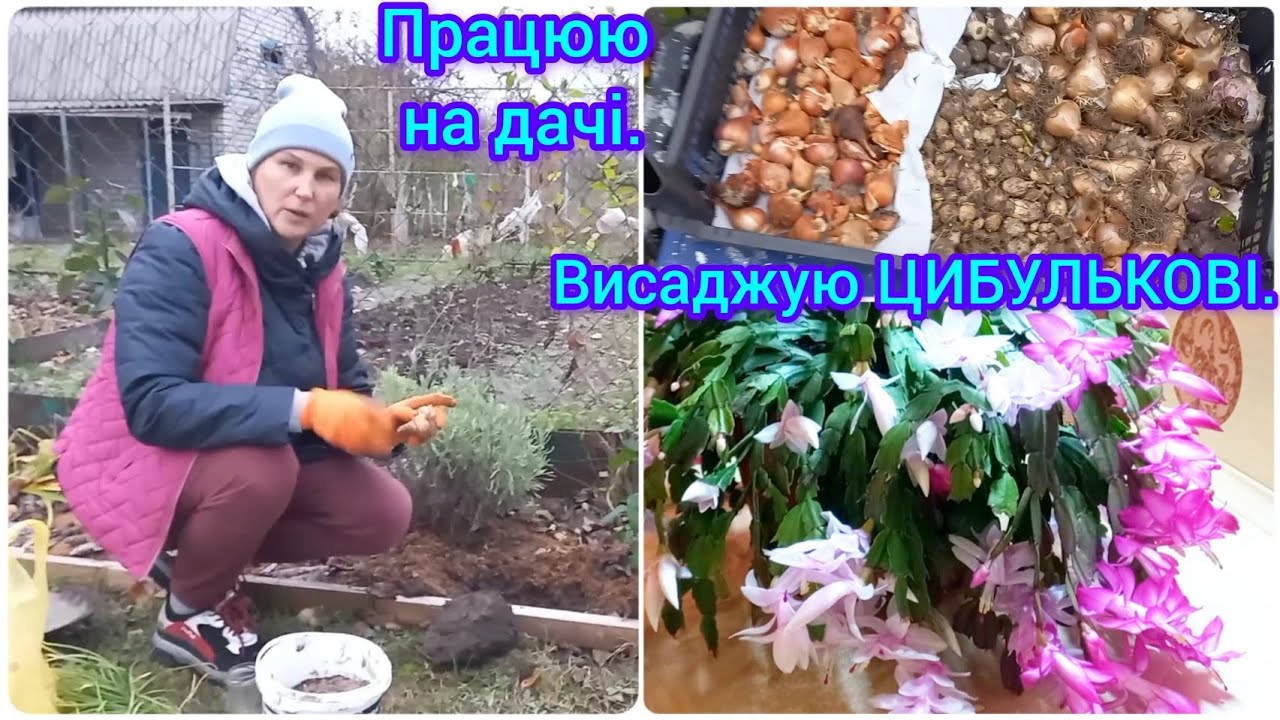 ВИСАДИЛА ДУЖЕ БАГАТО ЦИБУЛЬКОВИХ КВІТІВ🌷🪻#тюльпани#нарциси#крокуси#квітник #яквисадитицибулинніквіті