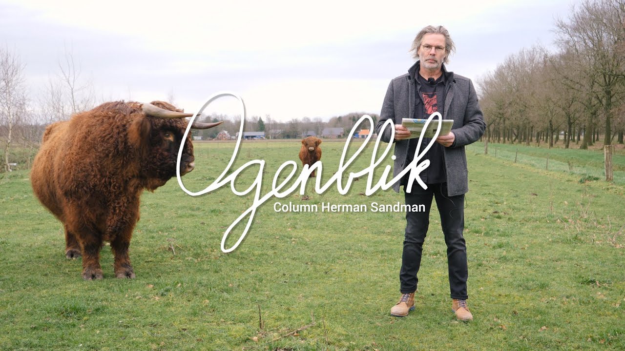 Take 2: Herman Sandman vs. Schotse Hooglander