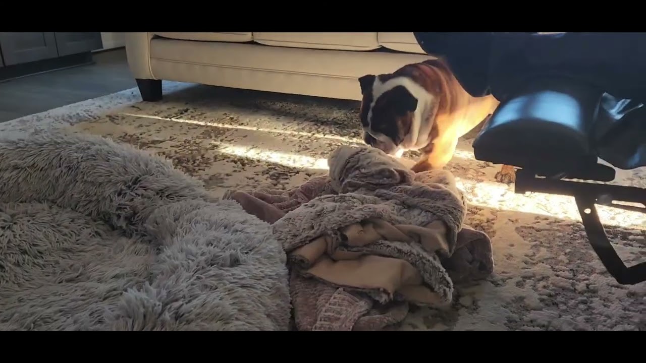 MACKY the bulldog preparing to binky! 