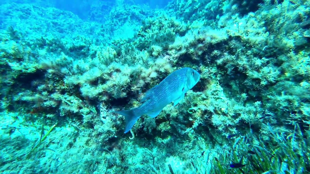 Lampedusa, dentice e cernia a Lampione