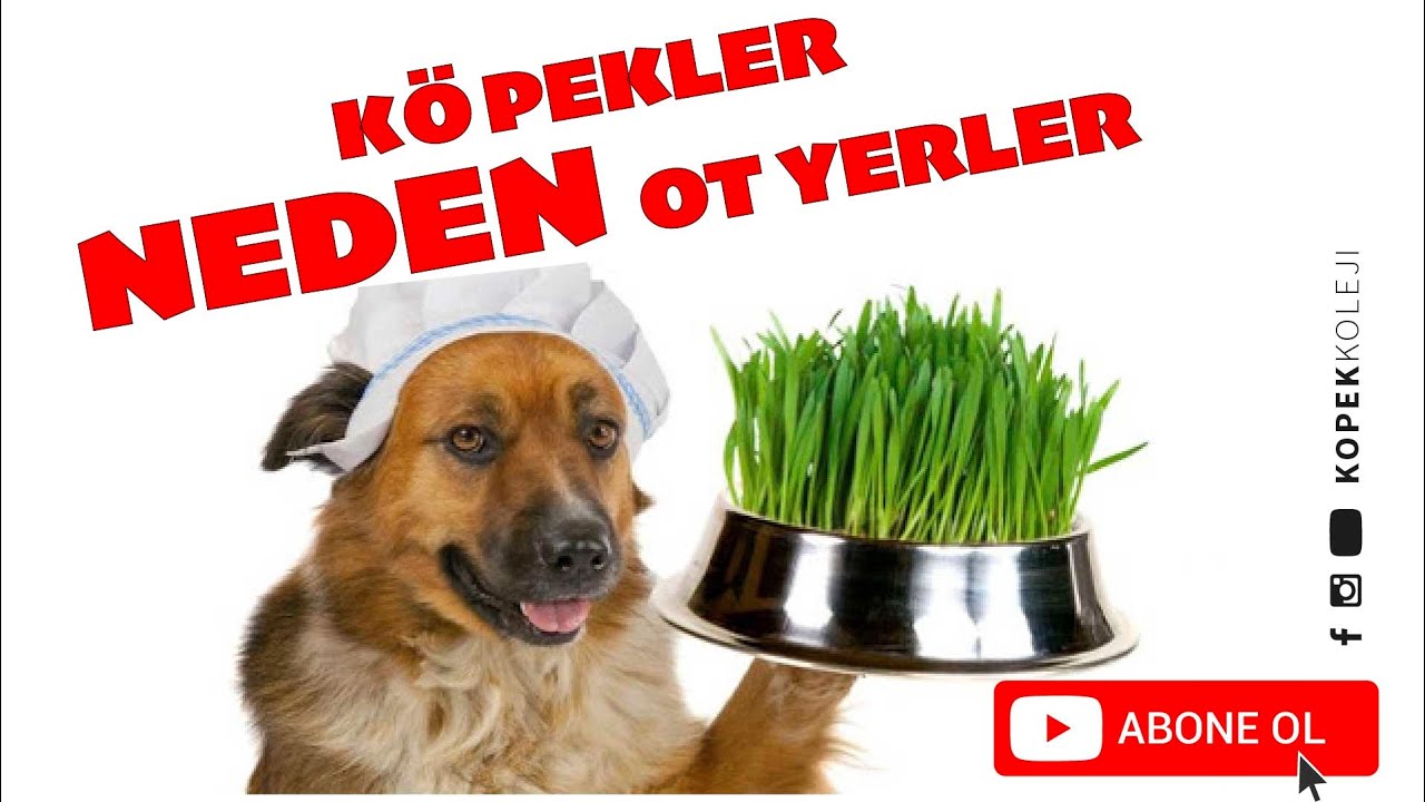 Köpekler Neden Ot Yer?