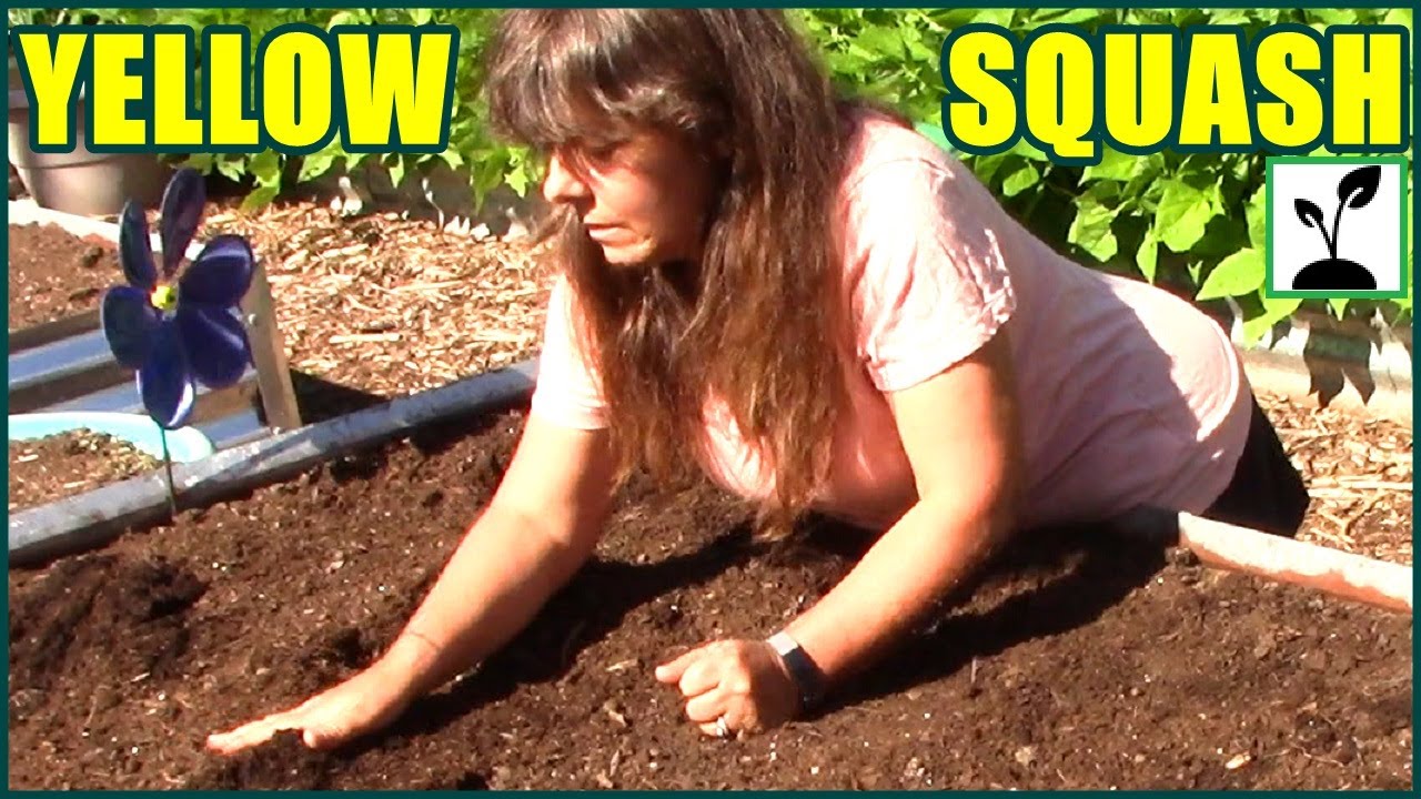 How To Plant Squash ~ Yellow Summer Crookneck Squash