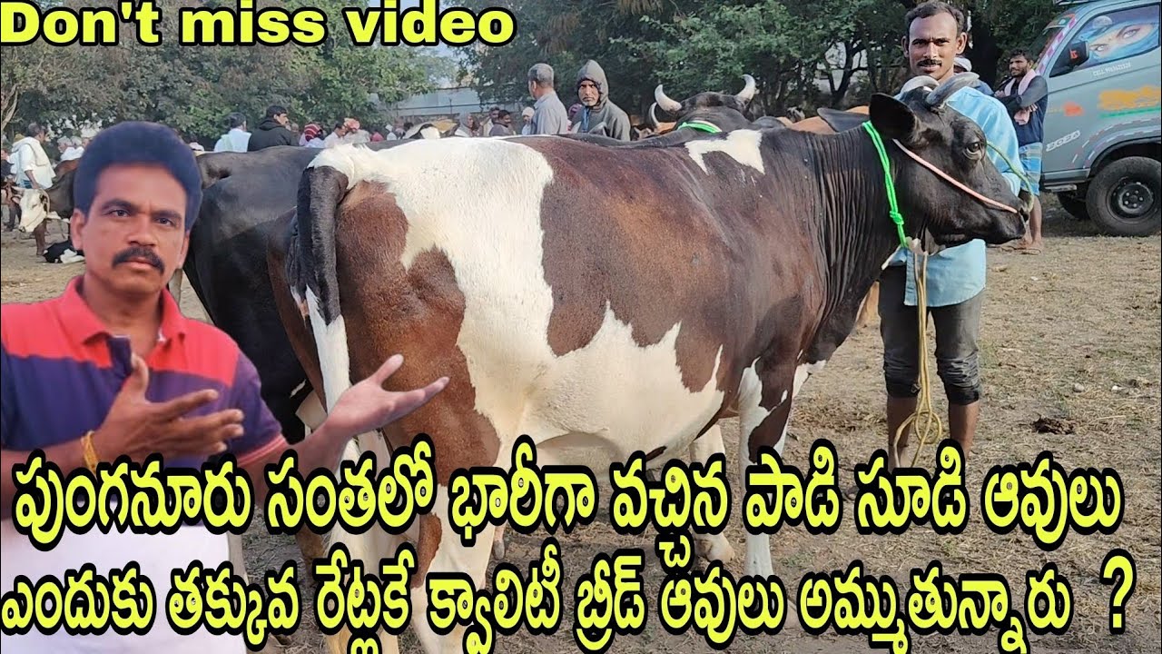 పుంగనూరు సంతలో భారీగా వచ్చిన పాడి సూడి ఆవులు మరీ ఇంత తక్కువ రేట్లకే క్వాలిటీ బ్రీడ్ ఆవులా #rktelugut