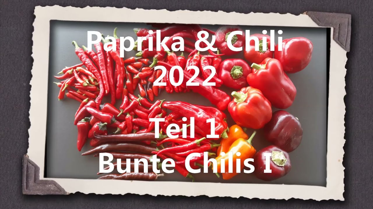 Paprika & Chili 2022 Teil 1 - Bunte Chilis I