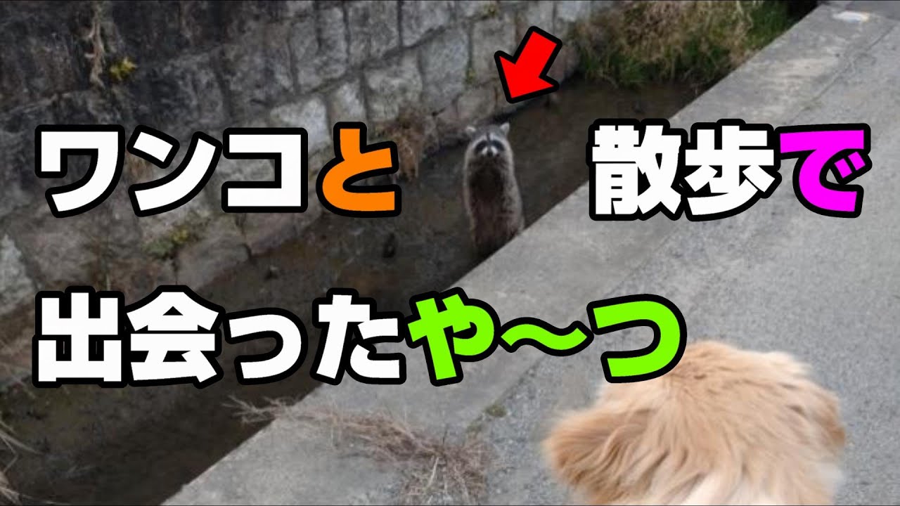 【ゴールデンレトリーバー】ワンコと散歩中に見たことのない動物に出会いましたっ‼