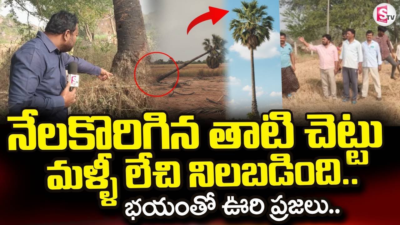 Fallen Palm Tree Stands Up Again | నేలకొరిగిన తాటి చెట్టు మళ్ళీ లేచి నిలబడింది|@sumantvdigitallive