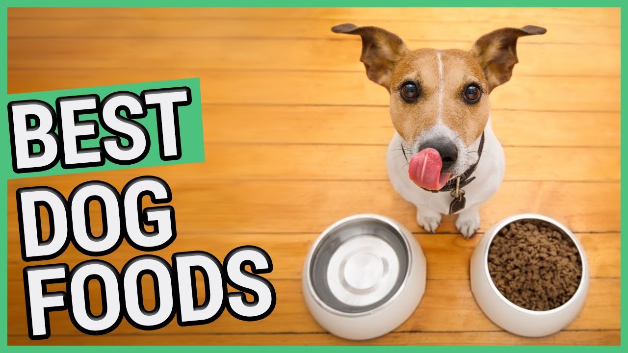 Best Dog Food | 5 Best Dry & Wet/Canned Food Brands 2021 🐶 ✅