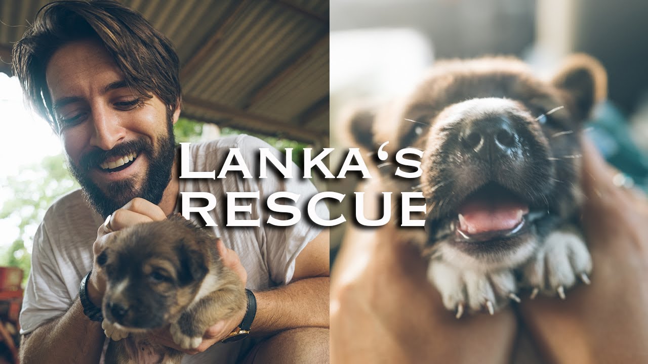 Adopting A Street Dog Puppy Changed Our Lives ( Rescue Story)
