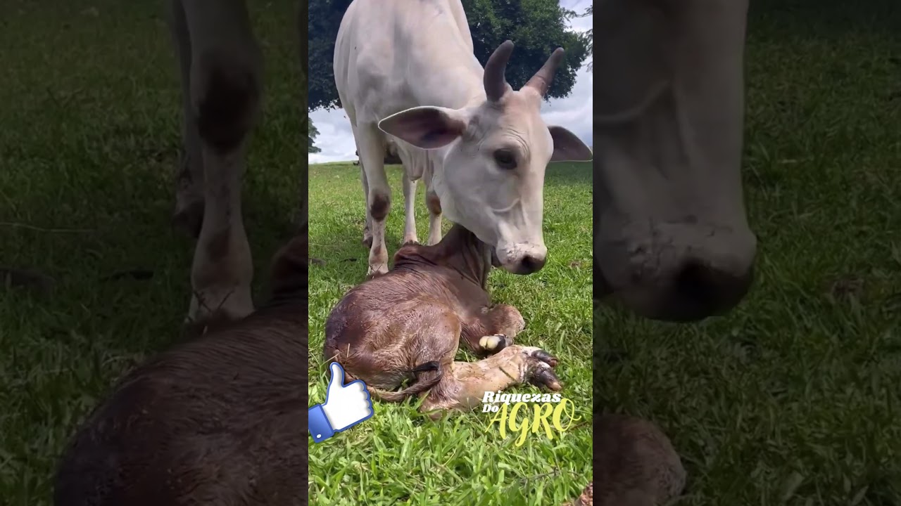 Vaca e Bezerro | cow