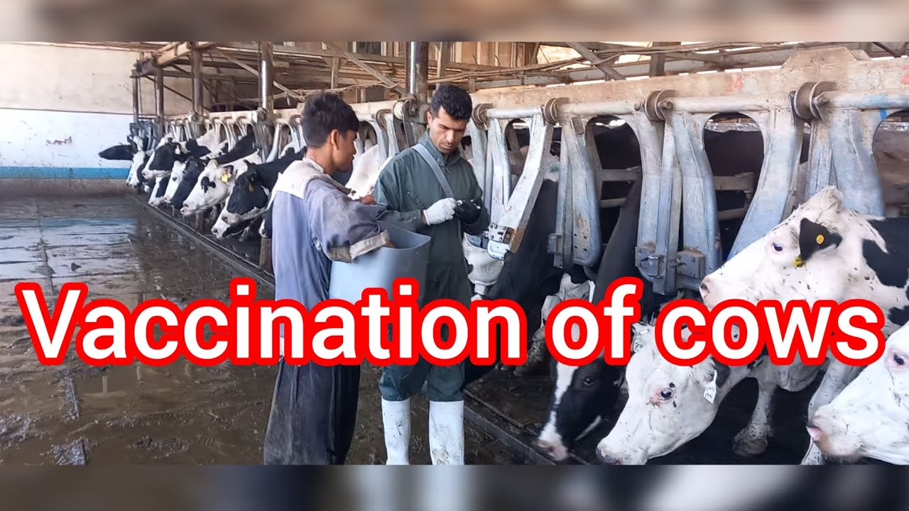 Greater efficiency in livestock reproduction