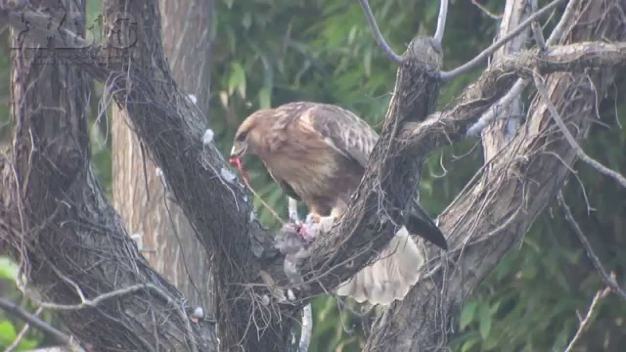 普通鵟 Eastern Buzzard (Buteo japonicus)