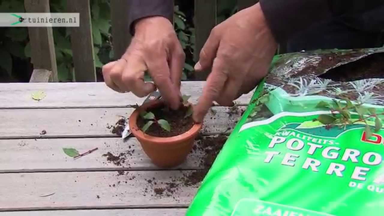 Stekken maken van planten - Tuinieren.nl