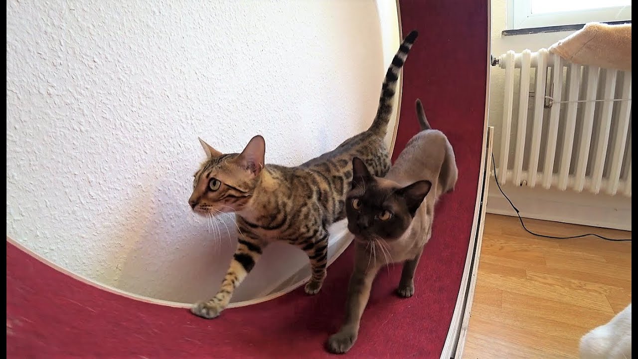 Siamese, Burmese & Bengal Cat Wheel Training || Siam, Burma & Bengal Katzenlaufrad Training
