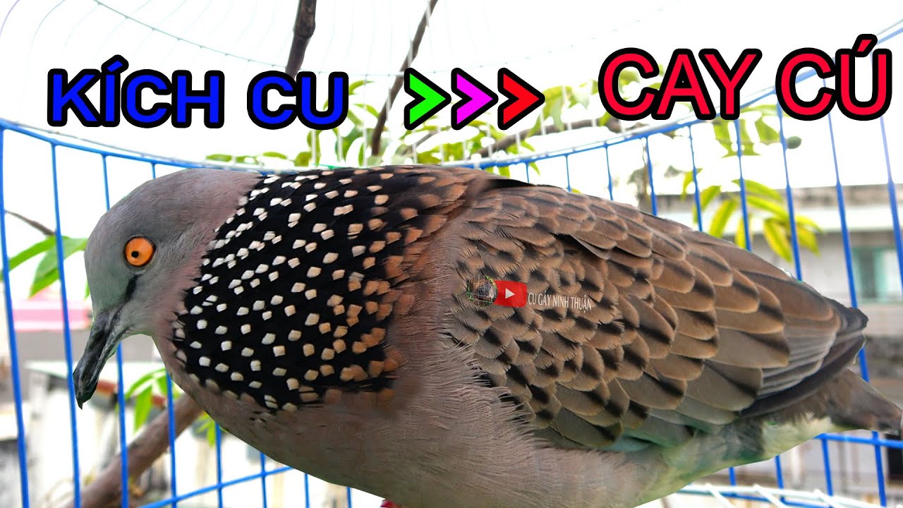 💦CHIM CU GÁY Giọng Hấp Dẫn ĐỦ BÀI [GÁY GỌI,THÚC,GÙ ]Kích Bổi Nhanh Nổi.Cu Gáy.Cu Đất,Cu cườm