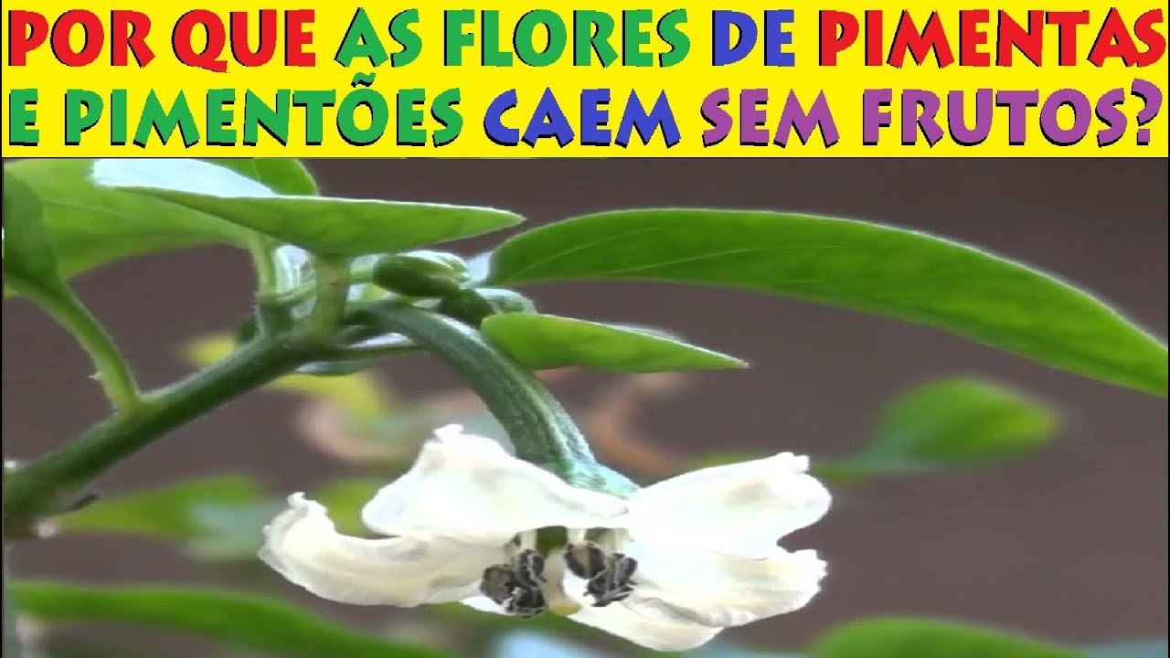 Por que as flores de Pimenta e Pimentão Caem? Será falta de Polinização?