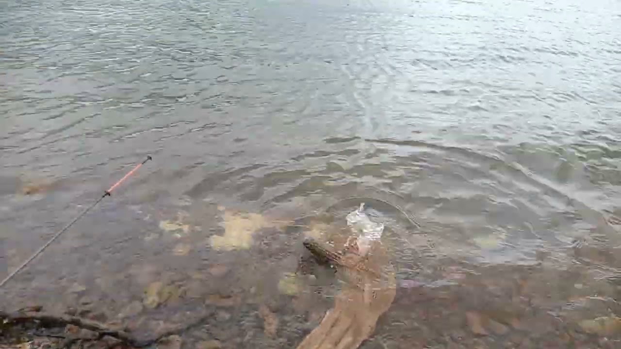 Suasana memancing ikan  di Tasik Machap (Johor)