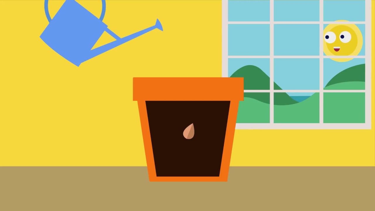 Hoe groeit een plant?