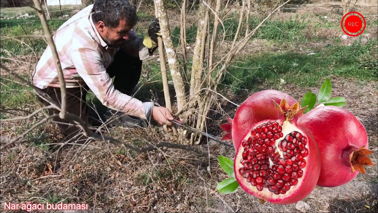 NAR AĞACI NASIL BUDANIR
