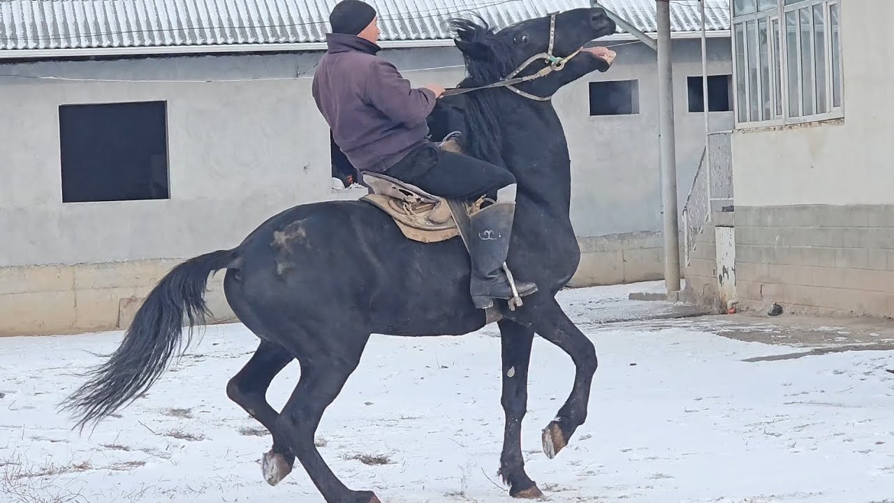 Алайдын аты КАРА АТ