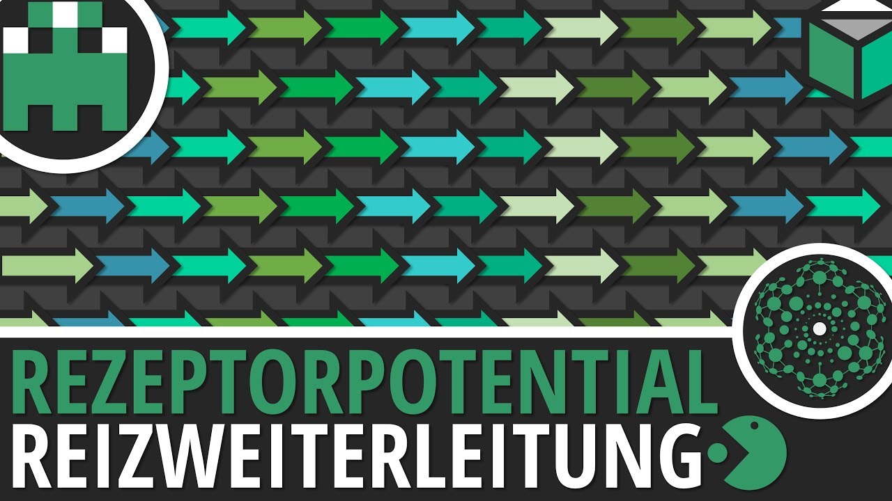 Rezeptorpotential einfach erkl&auml;rt│Biologie Lernvideo│Learning Level Up