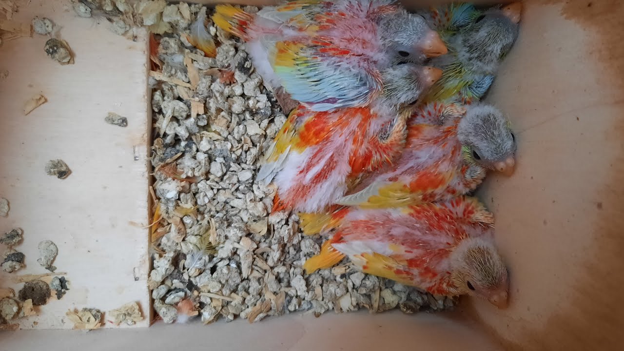 Kweken met Turquoisineparkieten