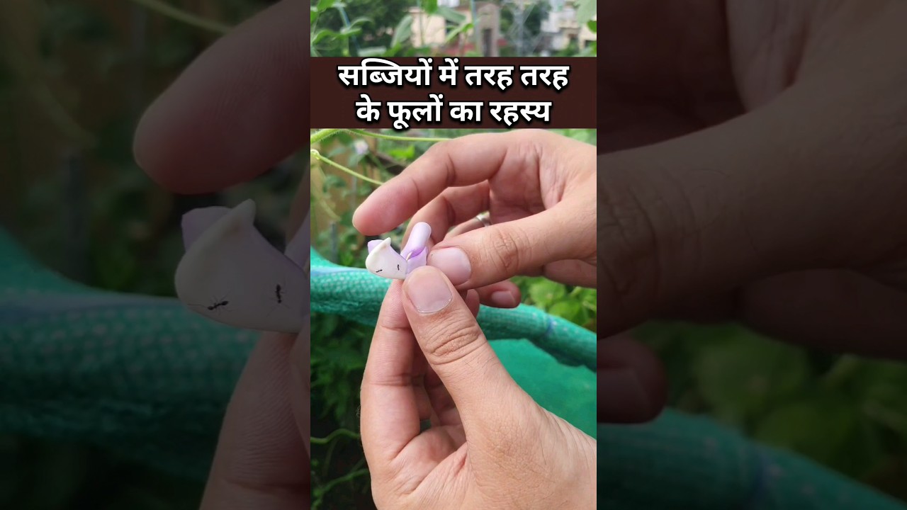 कैसे कैसे फूल होते हैं जिनसे सब्जियाँ बनती हैं, Self pollination and cross pollination in vegetables