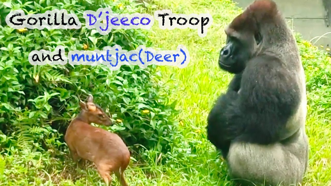 金剛猩猩迪亞哥家族與山羌Gorilla D'jeeco Troop and muntjac deers#金剛猩猩#gorilla#taipeizoo台北市立動物園#Taiwan🇹🇼🇹🇼