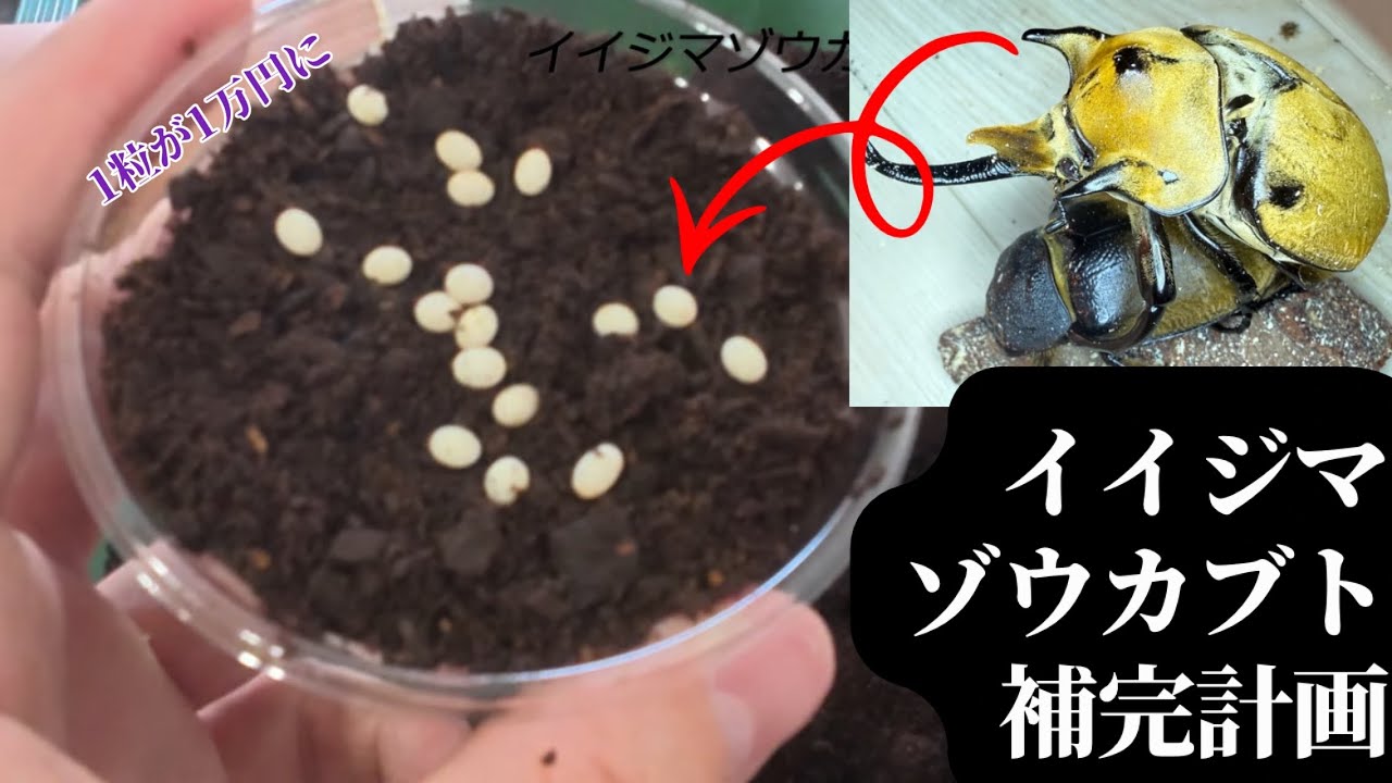 今話題のベネズエラのゾウカブトの産卵セットを暴いたら胸アツ展開に！？
