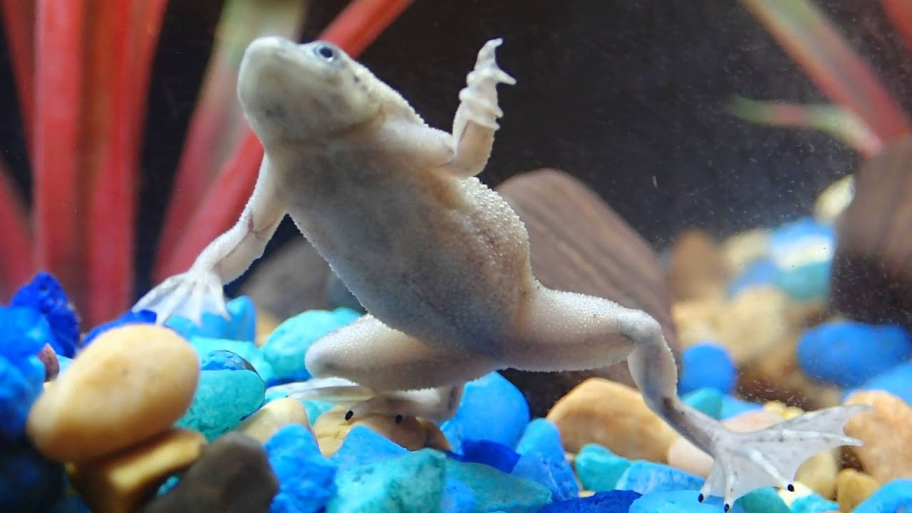 African Dwarf Frog SINGING!
