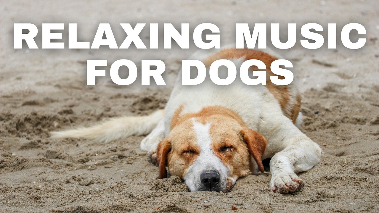 Relaxing Music for Dogs (Helps With Separation Anxiety, Decompression, and Relaxation)