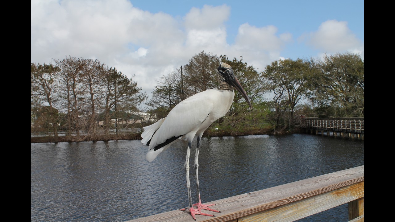 Wakodahatchee Wetlands in Delray Beach, FL