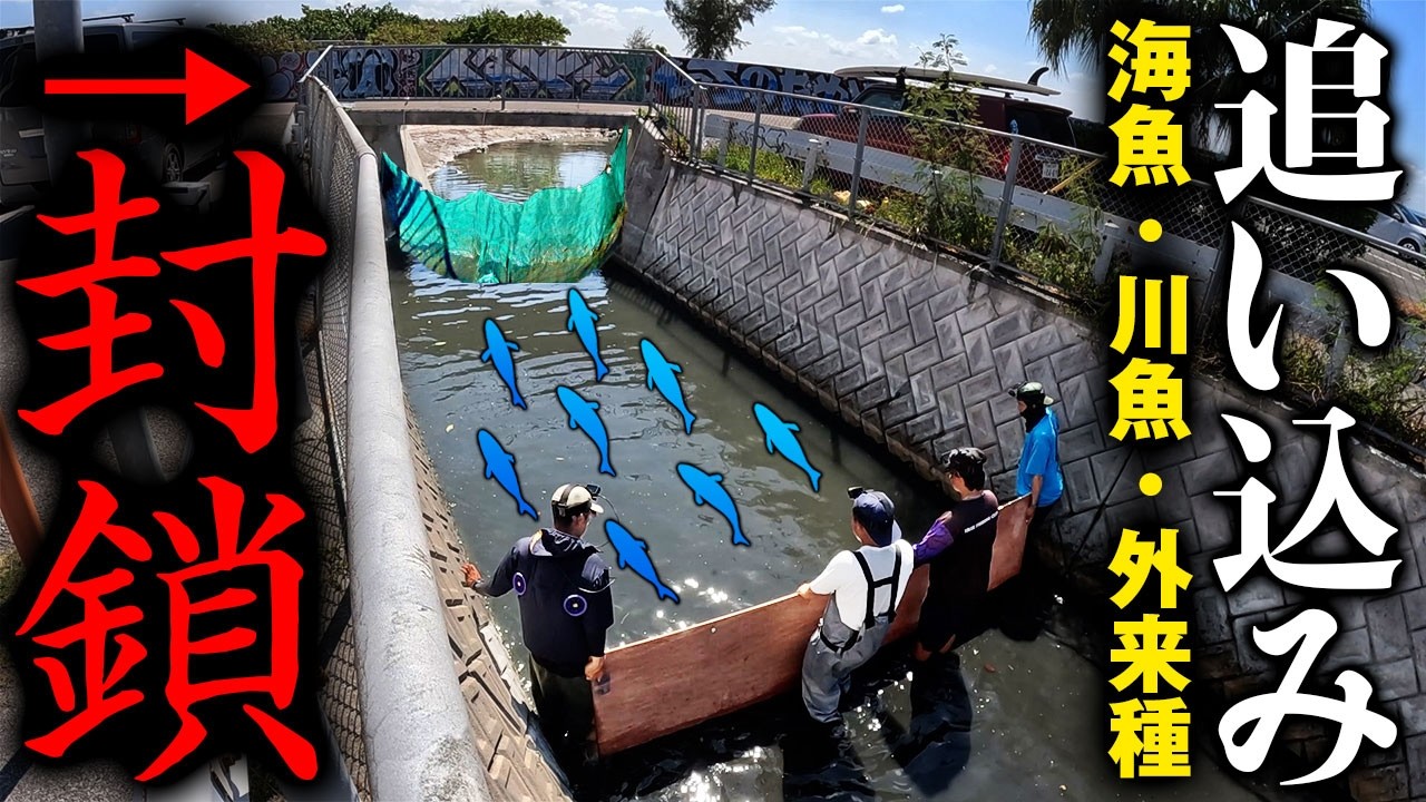 【リベンジ成功】海魚・川魚・外来種を一気に追い込め！一網打尽大作戦！