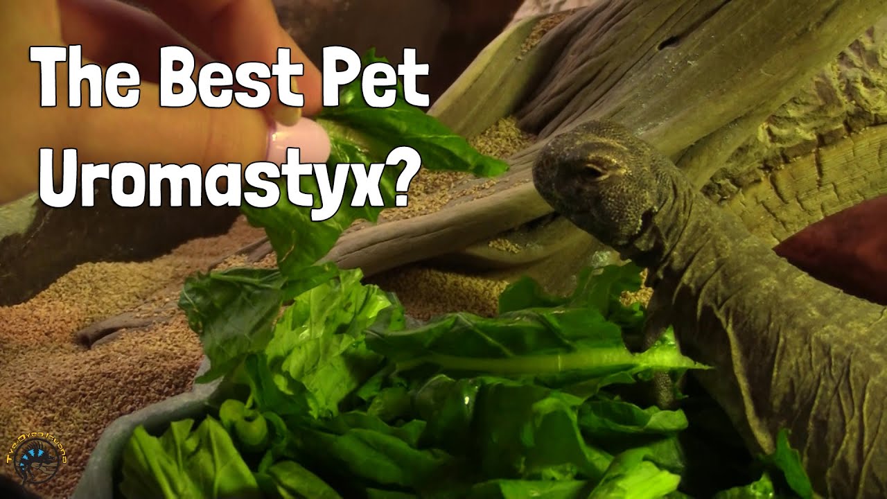 How to Take Care of a Pet Egyptian Uromastyx! - Meet Raja!