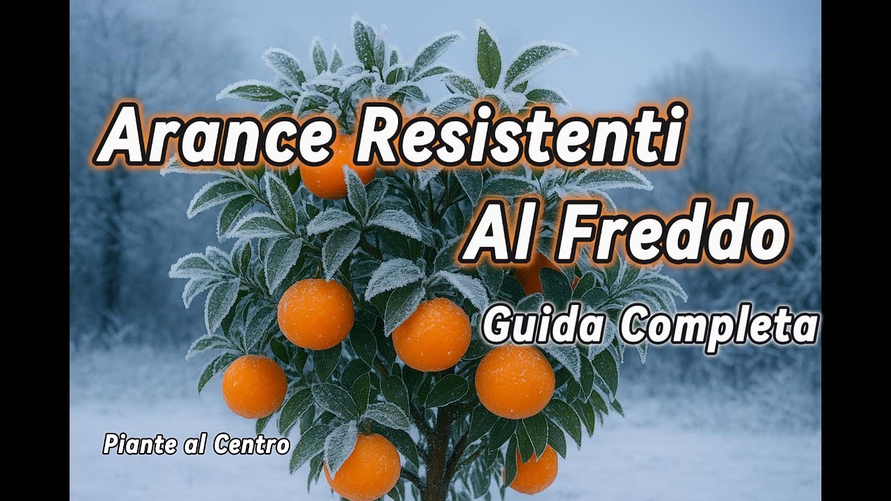 Arance resistenti al freddo, Guida Completa!