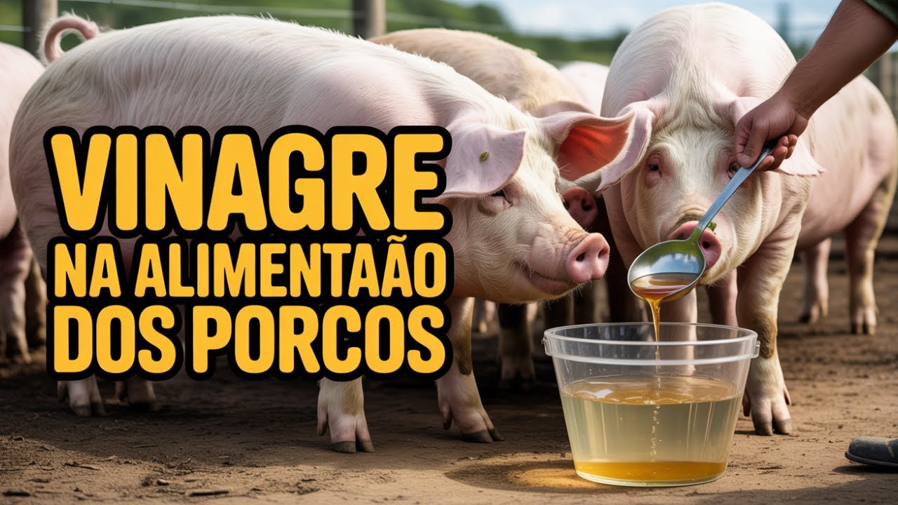 Vinagre na alimentação dos porcos o segredo dos agricultores para um engorda rápida