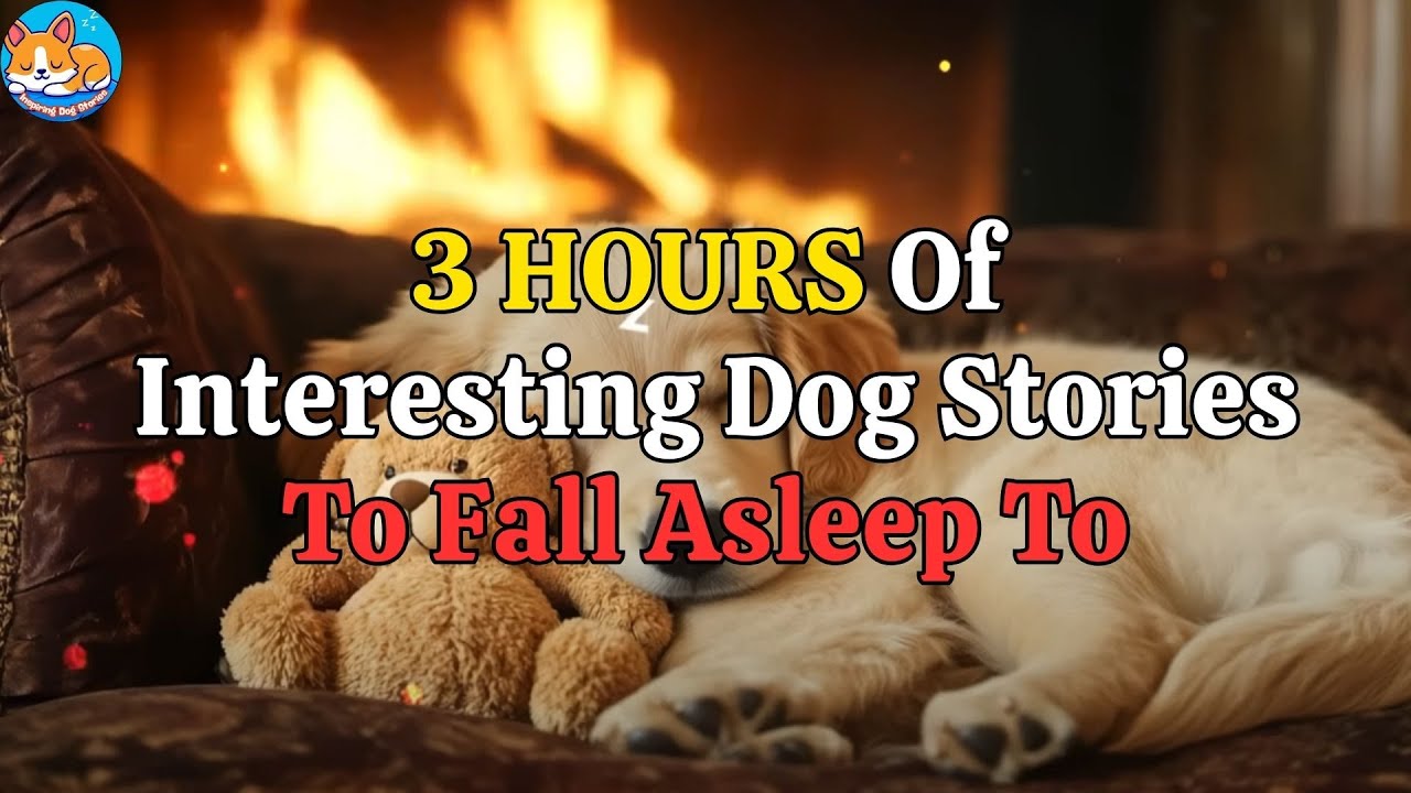 Inspiring Dog Stories of Faithful Dogs That Will Calm Your Mind for Sleep 💤