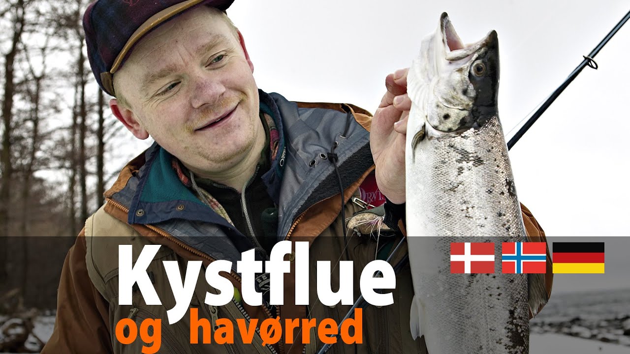 Kystflue og Havørred