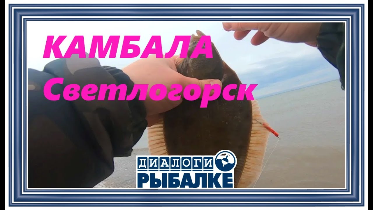 Диалоги о рыбалке - 103 / Светлогорск. Камбала