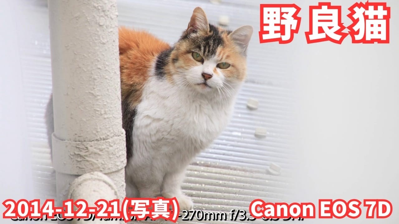 写真 野良猫 2014-12-21 (Canon EOS 7Dで撮影)