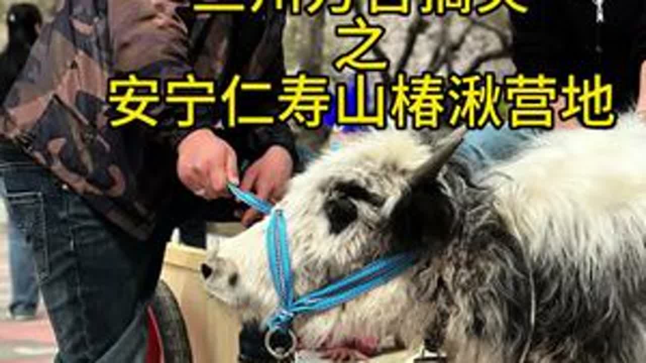 天气热了、安宁仁寿山椿湫营地休闲娱乐的好地方、傍晚还有篝火晚会和精彩演绎！#兰州 #兰州方言搞笑 #露营