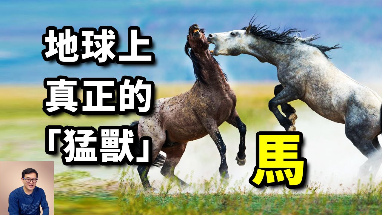 「人馬合一」主宰人類戰爭5000年，奧運會上唯一的動物，馬的歷史全都是傳奇！【老肉雜談】#動物 #馬 #野馬 #寵物 #古生物