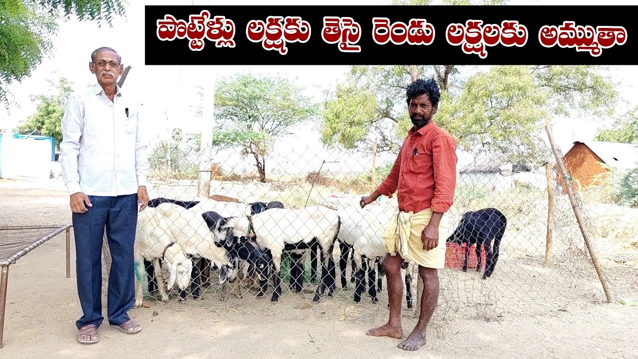 నేడు ఇరవై పొట‌్టెళ‌్ళు తదుపరి అరవై తీసుకువస‌్తా     